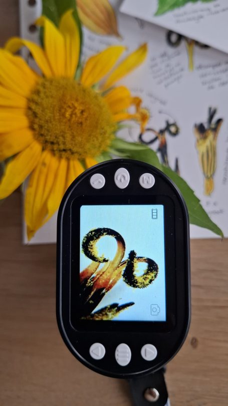 Zonnebloem stempel 8x Meeldraad van zonnebloem